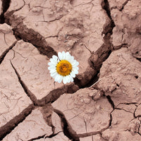 Four Elements That Drive Unshakable Resilience