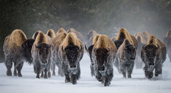 Five Lessons from Nature About Adversity