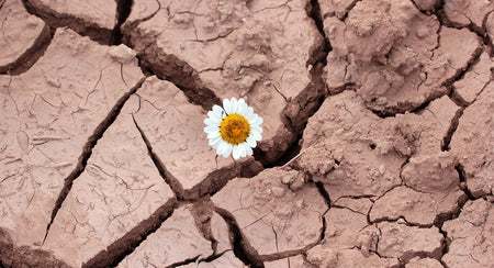Four Elements That Drive Unshakable Resilience